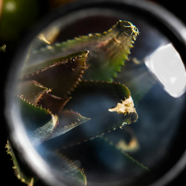 a close up of a plant through a magnifying lens, a macro photograph, trending on pexels, hurufiyya, thin spikes, actias luna, fish-eye lens, sharp focus »