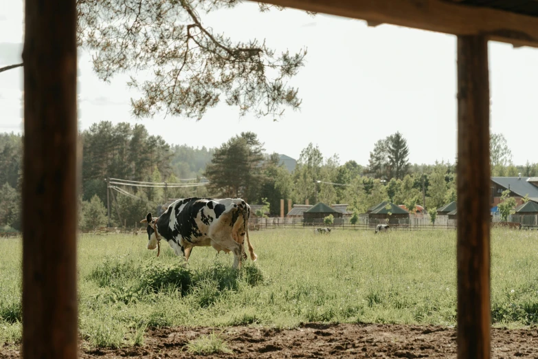 a black and white cow standing on top of a lush green field, unsplash, graffiti, beautiful swedish forest view, laying under a tree on a farm, russian village, 15081959 21121991 01012000 4k