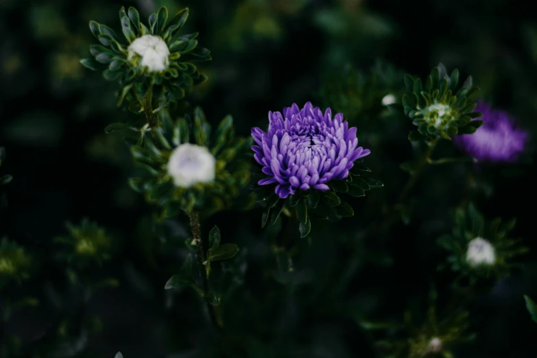 a purple flower surrounded by white flowers, by Elsa Bleda, trending on unsplash, dark blue and green tones, chrysanthemum eos-1d, low quality photo, slight overcast weather