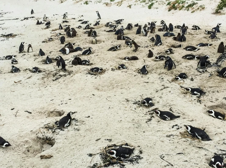 a flock of penguins standing on top of a sandy beach, sprawled out, mess, cape, instagram photo