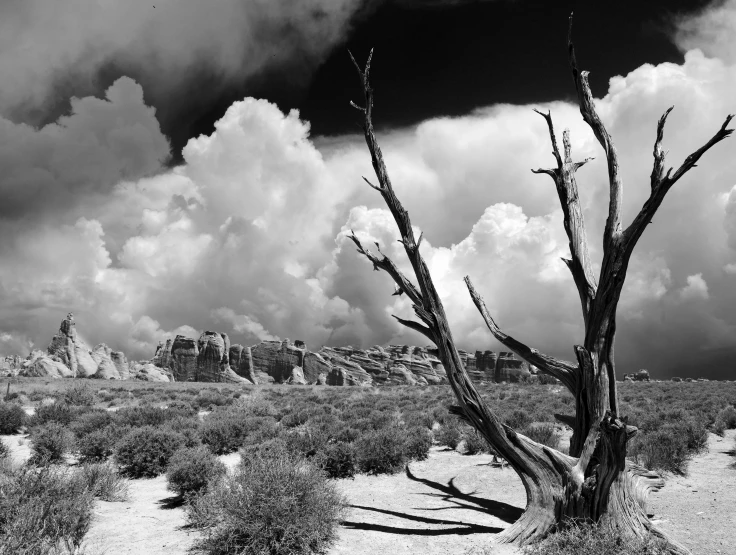 a black and white photo of a tree in the desert, by Ansel Adams, surrealism, thunderclouds, moab, medium format color photography, bruce kaiser