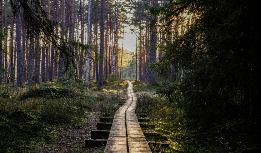 a wooden path in the middle of a forest, by Jesper Knudsen, pexels contest winner, land art, evening sun, camp, historical