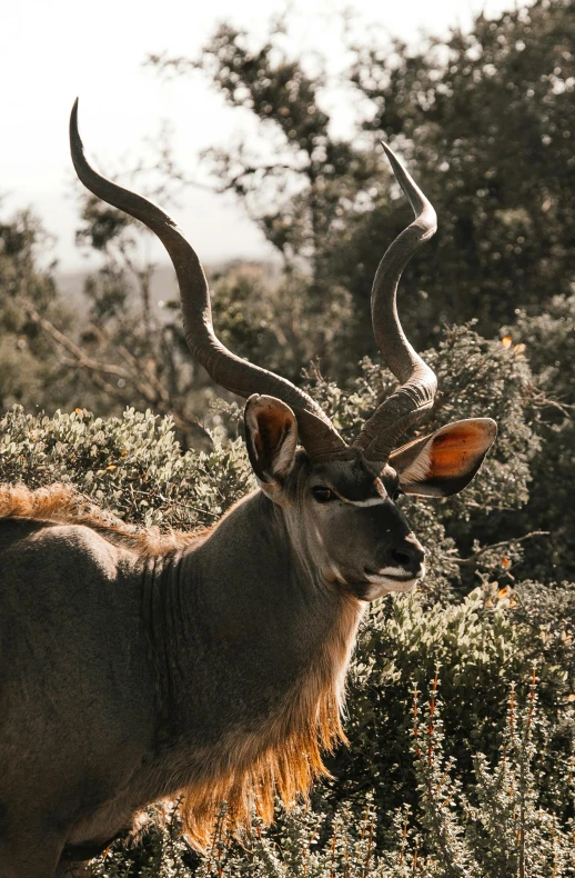 a large antelope standing on top of a lush green field