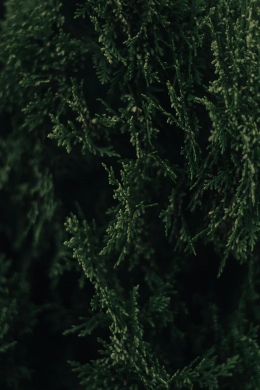 a close up of a tree with green leaves, inspired by Elsa Bleda, unsplash, cinestill hasselblad 2 0 0 mm, cypresses, black and green, medium close - up ( mcu )