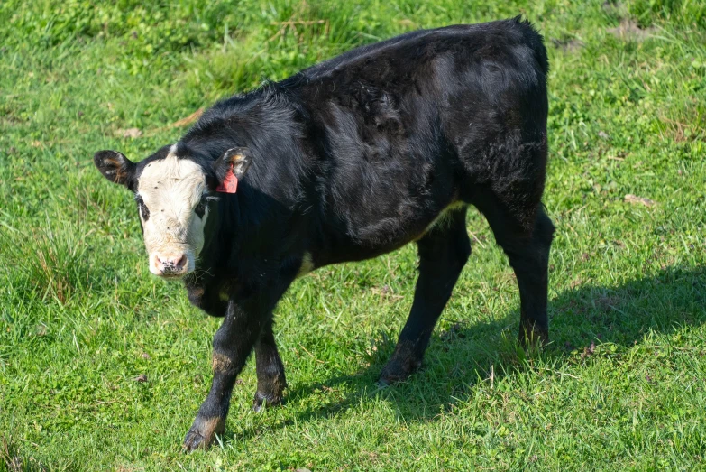 a black and white cow standing on a lush green field, bumpy mottled skin, college, emaciated, calf