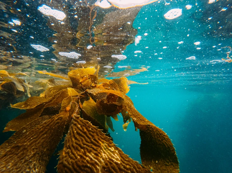 a bunch of seaweed floating on top of a body of water, swimming underwater, translucent gills, vibrant foliage, thumbnail