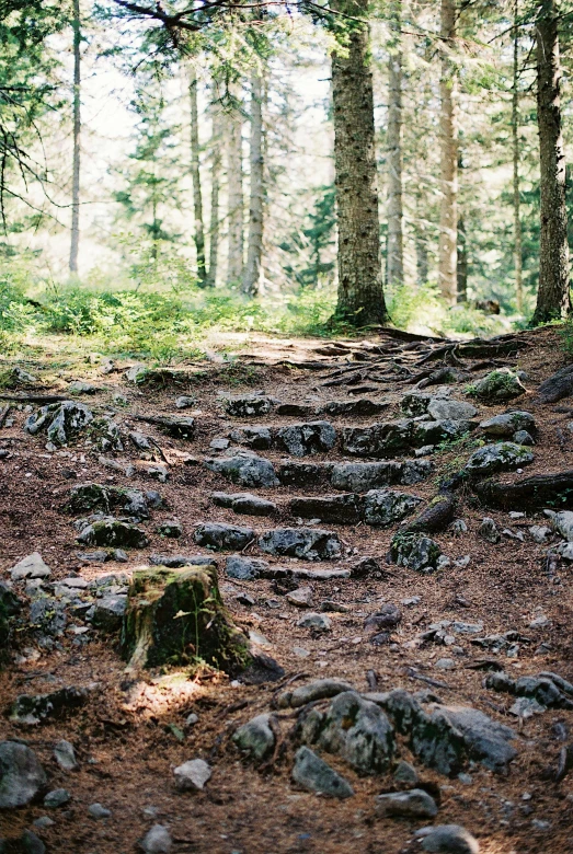 a forest filled with lots of trees and rocks, an album cover, by Jessie Algie, unsplash, old stone steps, bright nordic forest, kodak portra 400, pilgrimage