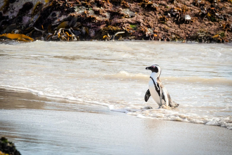 a penguin that is standing in the water, a photo, pexels contest winner, private press, south african coast, thumbnail, on beach, slide show