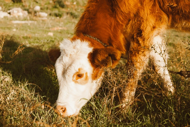 a brown and white cow eating grass in a field, pexels contest winner, warm glow coming the ground, sustainable materials, gif, australian