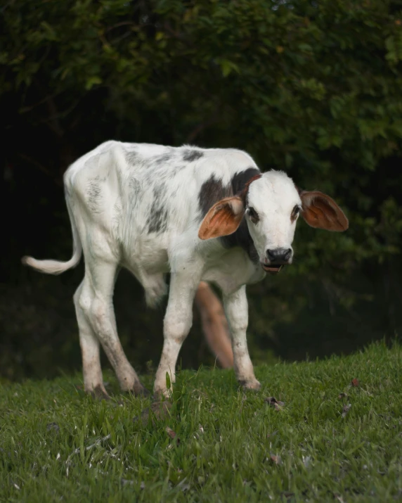 a cow walking across a lush green field, an album cover, unsplash, painfully adorable, hatched pointed ears, ignant, sri lanka