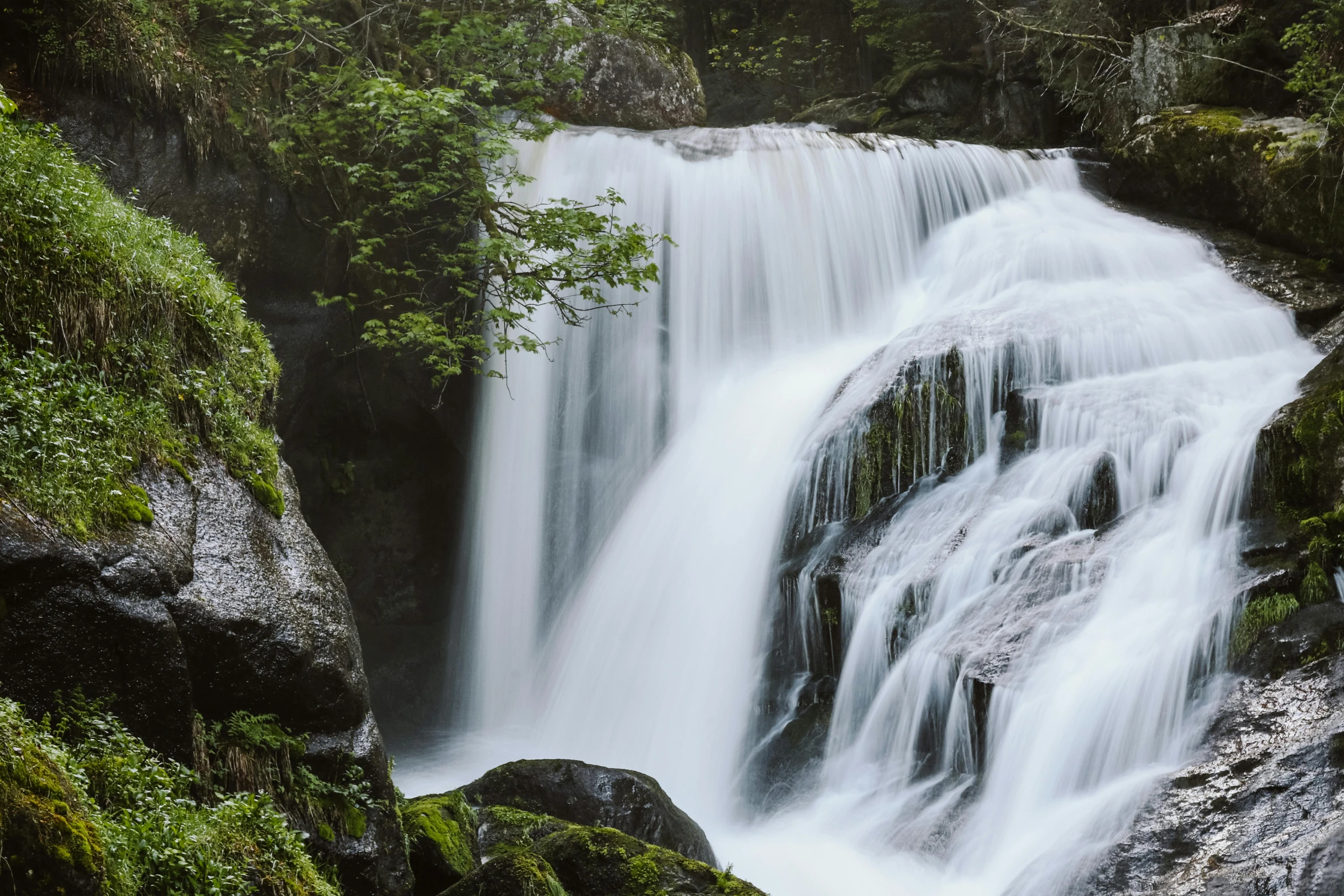 a waterfall flowing through a lush green forest, an album cover, unsplash contest winner, whistler, fan favorite, northern finland, historical photo