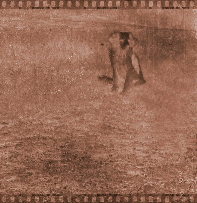 a black and white photo of an elephant in the water, an album cover, inspired by Eugène Carrière, tonalism, brown mist, subject: dog, runic etching, outside on the ground