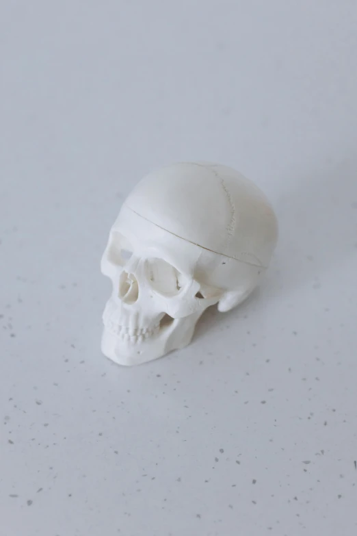 a white skull sitting on top of a table, on a white table, white box, small jaw, zippered opening in skull