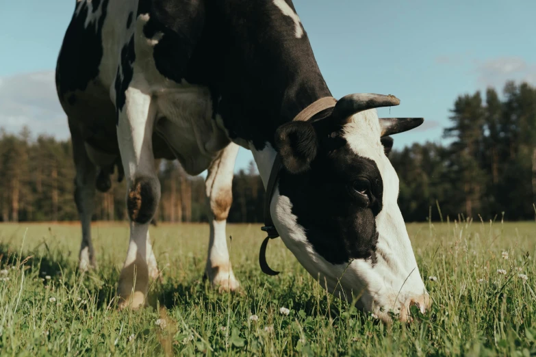 a black and white cow eating grass in a field, profile image