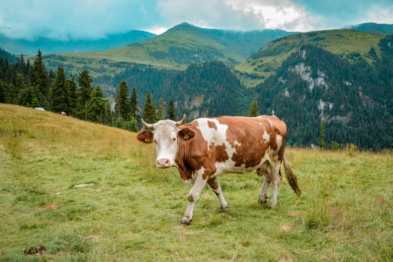 a brown and white cow walking across a lush green field, pexels contest winner, renaissance, on a mountain, avatar image, vacation photo, alpine climate