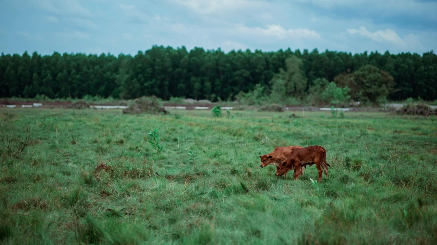 a brown cow standing on top of a lush green field, by Jan Tengnagel, unsplash contest winner, land art, green and red radioactive swamp, deforested forest background, analogue photo low quality, medium format