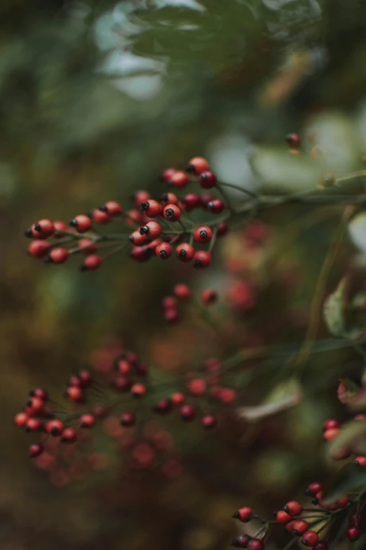 a bunch of red berries hanging from a tree, a digital rendering, trending on unsplash, loosely cropped, made of flowers and berries, nature photo, high resolution image