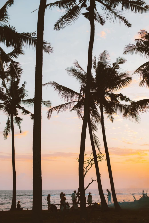 a group of people standing on top of a beach next to palm trees, during a sunset, jakarta, lush trees, manly