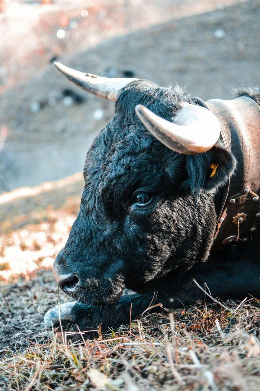 a bull that is laying down in the grass, by Jan Tengnagel, trending on unsplash, black ears, volcanic, crypto, high angle close up shot