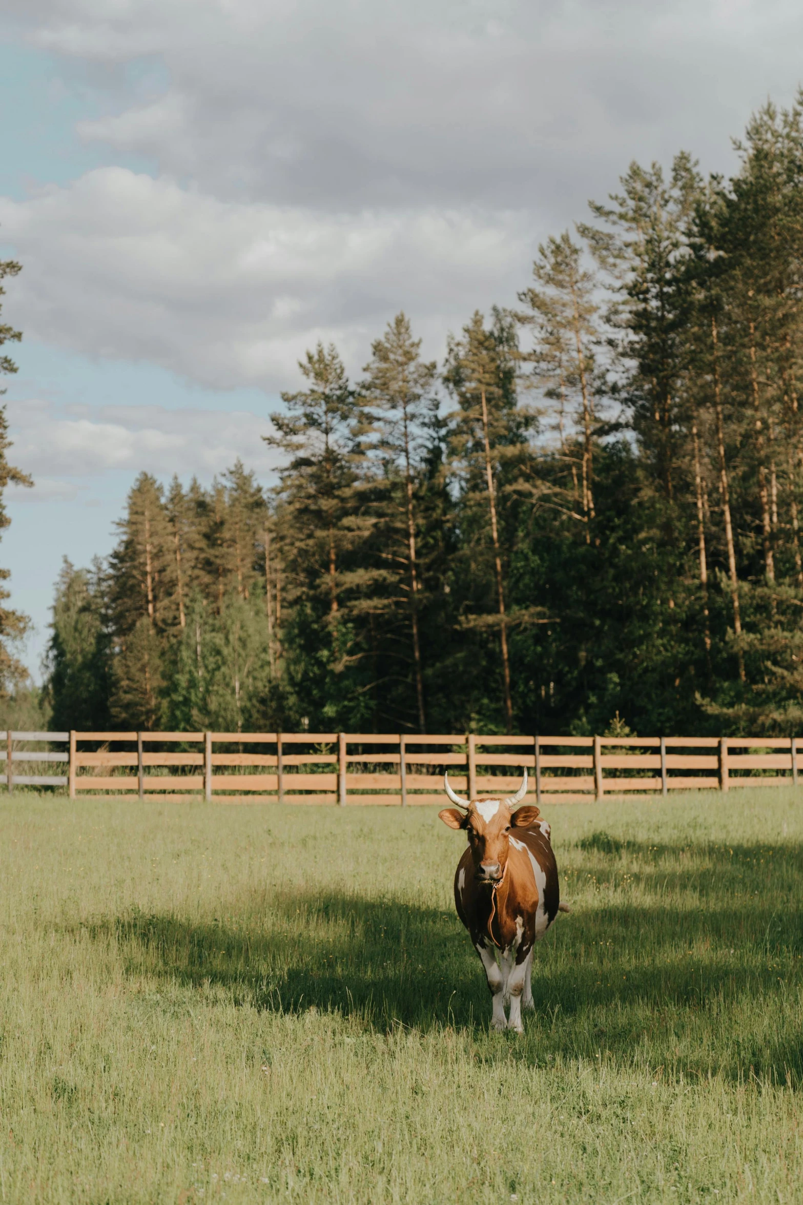 a brown and white cow standing on top of a lush green field, by Jaakko Mattila, unsplash, pine forests, wooden fence, horse is up on its hind legs, instagram story