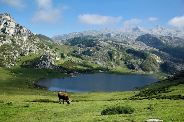 a brown cow standing on top of a lush green field, by Juan Giménez, pexels contest winner, les nabis, lake in foreground, arrendajo in avila pinewood, alp, concert