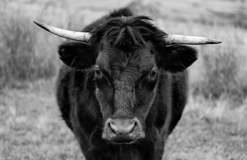 a black cow standing on top of a grass covered field, a black and white photo, by Jan Rustem, pexels, renaissance, face of an ox, fluffy ears and a long, oldwest, icon black and white