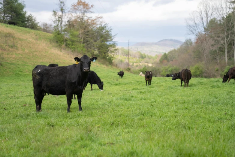 a herd of cattle standing on top of a lush green field, profile image