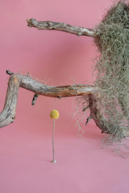 a close up of a tree branch with moss on it, a surrealist sculpture, conceptual art, pink and yellow, dandelion, one model, ignant