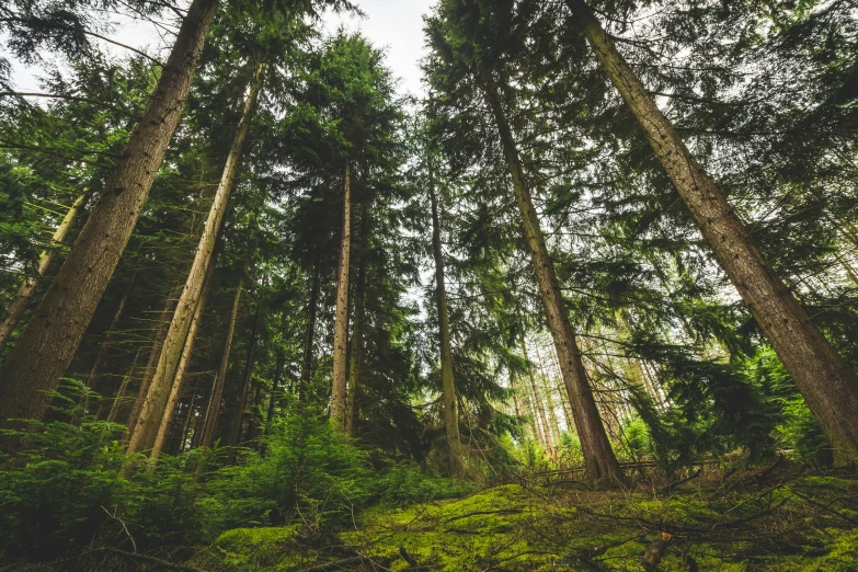 a forest filled with lots of tall trees, by Jesper Knudsen, unsplash, fan favorite, ground view shot, ((trees)), forest picnic