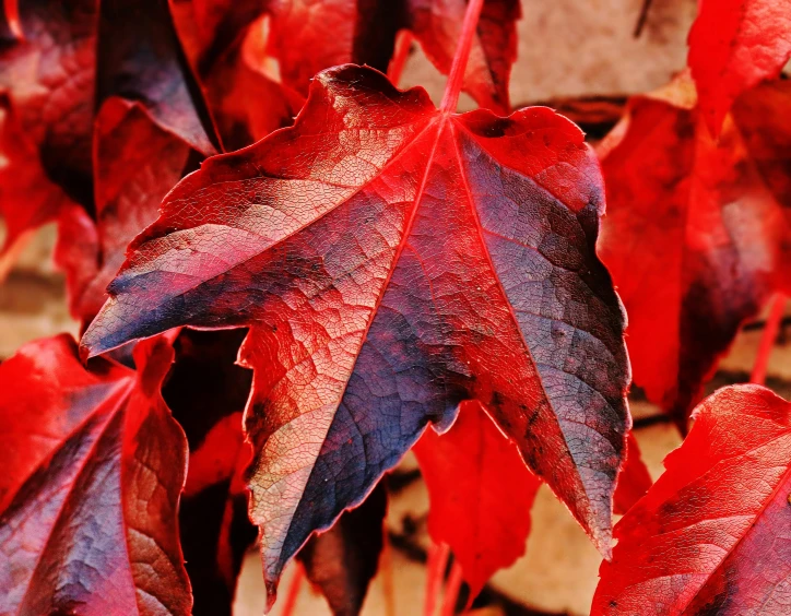 a close up of a bunch of red leaves, by Paul Davis, pexels, deep colour\'s, brown red blue, instagram post, prize winning