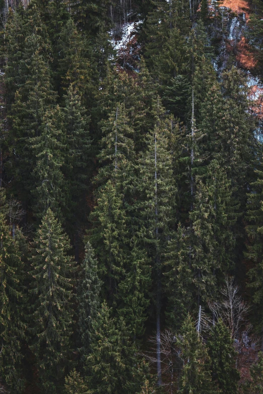 a herd of sheep standing on top of a lush green forest, by Tobias Stimmer, unsplash contest winner, pine color scheme, ((trees)), full frame image, dark pine trees