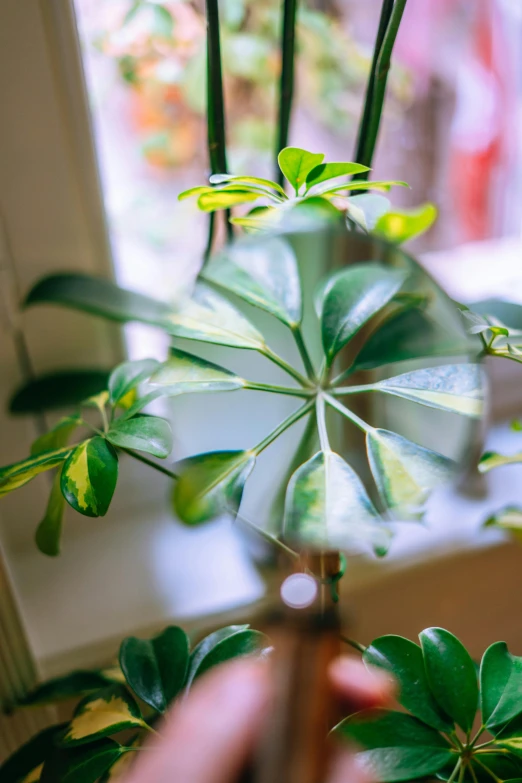 a person holding a magnifying glass over a plant, photorealism, sunny bay window, glowing green, kaleidoscopic, shot on sony a 7