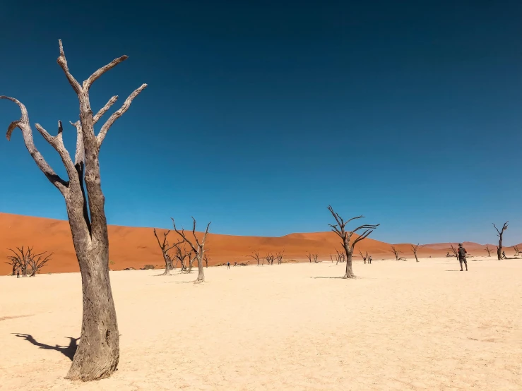 a dead tree in the middle of a desert, by Peter Churcher, unsplash contest winner, surrealism, acacia trees, blue sky, shot on hasselblad, tourist photo