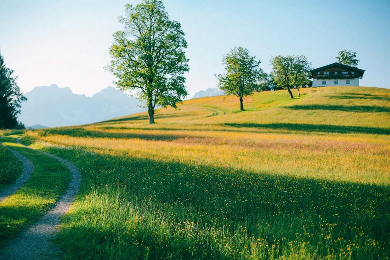 a couple of trees sitting on top of a lush green hillside, an album cover, inspired by Jan Müller, unsplash, meadow flowers, pathway, dolomites, late afternoon light