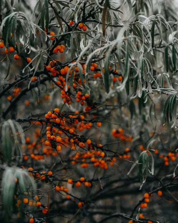 a bunch of orange berries hanging from a tree, inspired by Elsa Bleda, unsplash contest winner, hues of subtle grey, cold as ice! 🧊, olive trees, by greg rutkowski