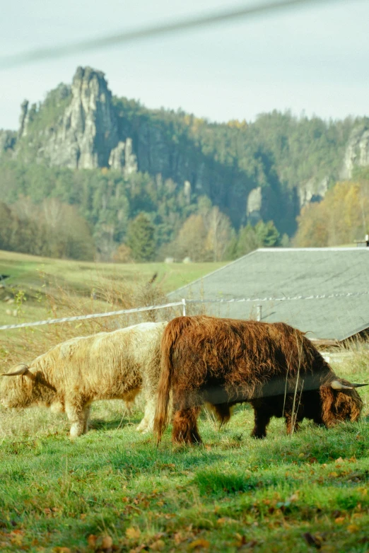 a couple of cows standing on top of a lush green field, with a castle in the background, three hairy neanderthal people, slide show, during autumn