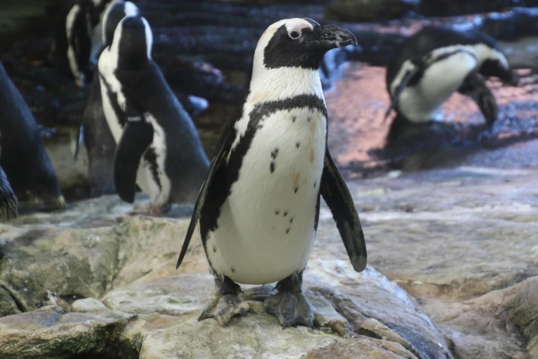 a group of penguins standing on top of a rock, biodome, white with black spots, fan favorite, looking to his side
