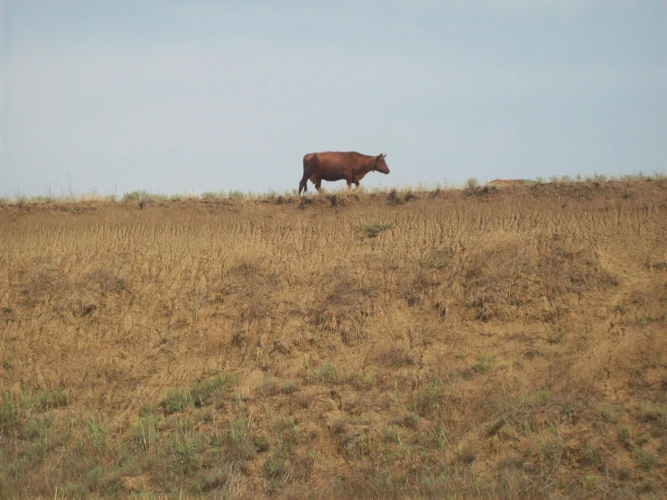 a brown cow standing on top of a dry grass covered field, from a distance, distant photo, on a hill