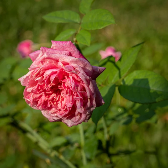 a pink rose sitting on top of a lush green field, persian queen, william open, from the front, fan favorite