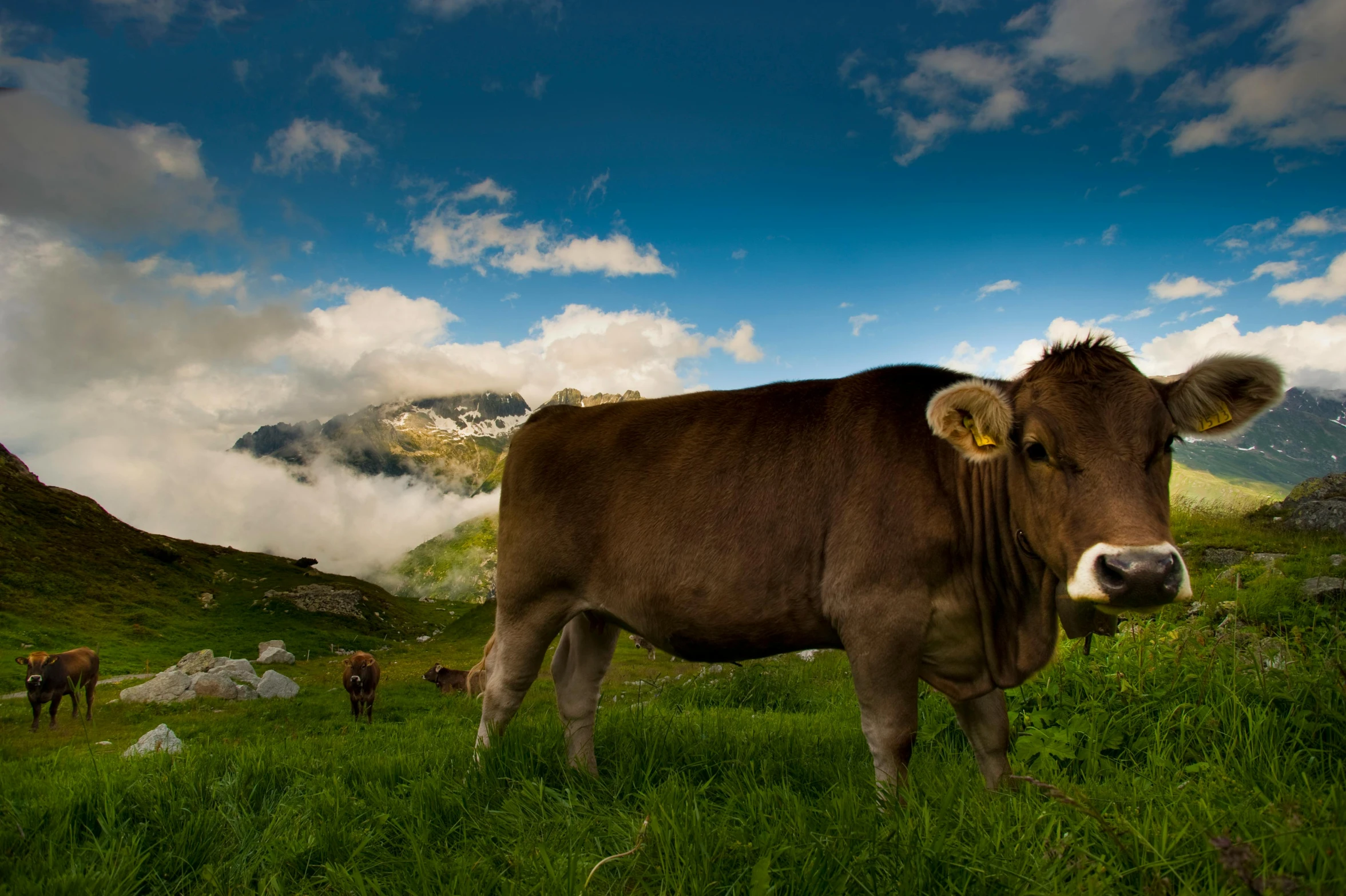 a brown cow standing on top of a lush green field, pexels contest winner, renaissance, swiss alps, grey, v ray, ultrawide lens”