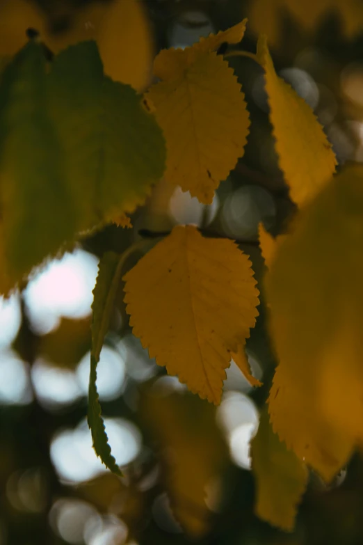 a close up of leaves on a tree, a picture, unsplash, cinematic shot ar 9:16 -n 6 -g, yellow and green, low quality photo, autum