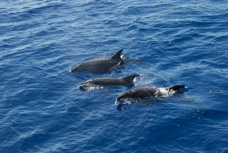 a group of dolphins swimming in the ocean, by Pamela Drew, pexels contest winner, hurufiyya, azores, pregnancy, thumbnail, ship