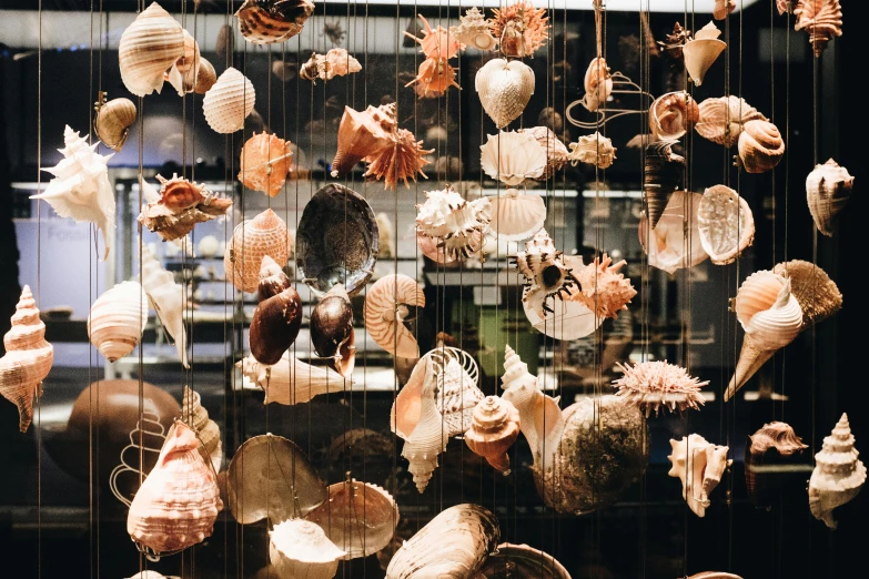 a bunch of sea shells hanging from strings, a screenshot, pexels contest winner, maximalism, inside in a glass box, 🦩🪐🐞👩🏻🦳, displayed in a museum, seasonal