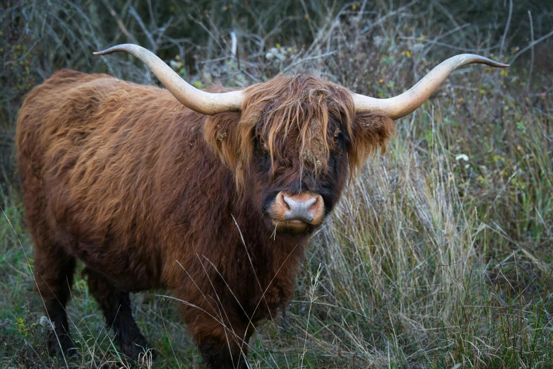 a brown cow standing on top of a lush green field, pexels contest winner, renaissance, his hair is messy and unkempt, scottish, avatar image, rugged face