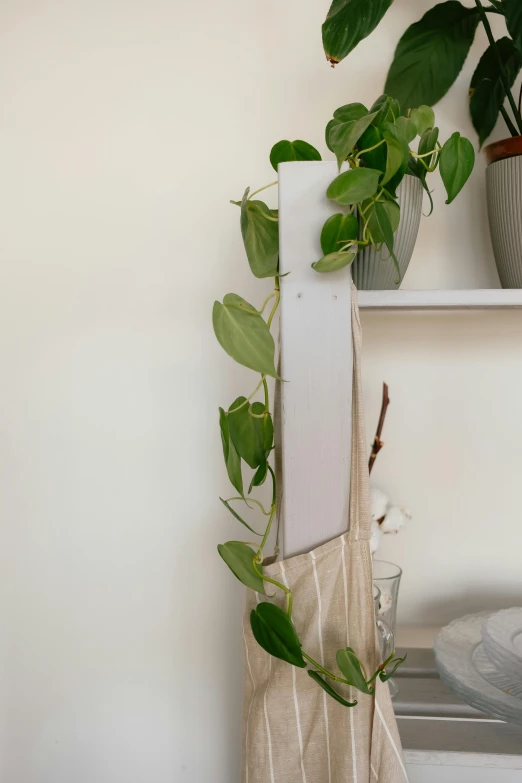 a plant sitting on top of a shelf next to a bed, inspired by Sarah Lucas, photorealism, close-up product photo, hanging vines, cardboard, bright white