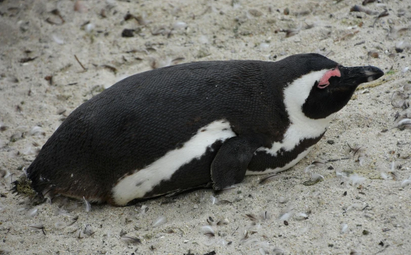 a penguin that is laying down in the sand, by Jan Tengnagel, hurufiyya, family friendly, biting lip, hatching, beaching