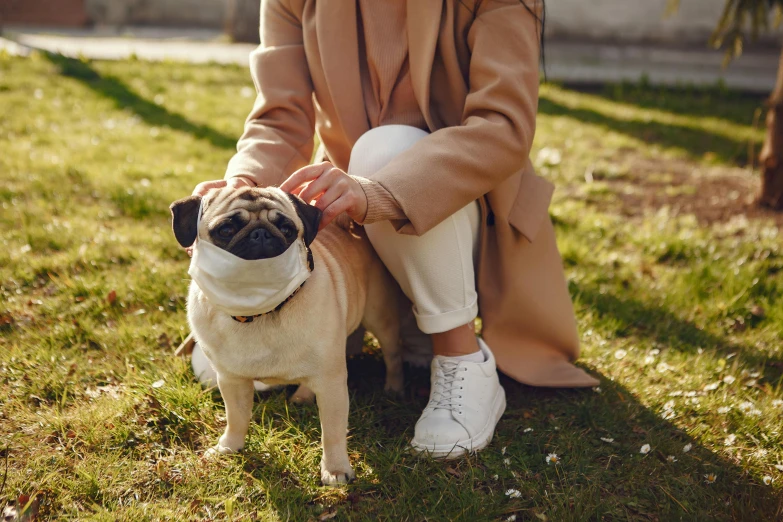 a woman kneeling in the grass petting a pug, a picture, by Julia Pishtar, shutterstock, covered in bandages, wearing a long beige trench coat, walking at the park, square