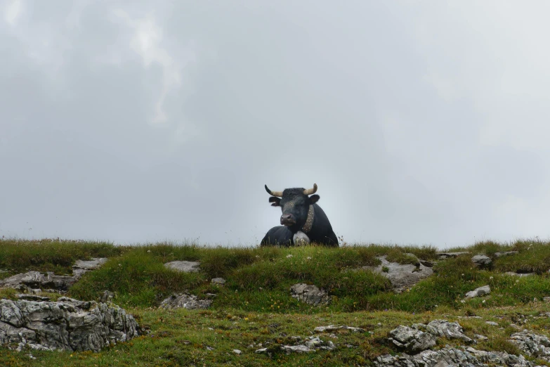 a cow that is laying down in the grass, unsplash, figuration libre, on the top of a mountain, overcast day, hestiasula head, slide show