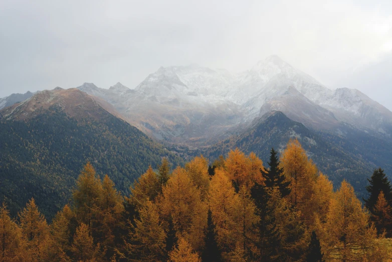 a herd of cattle grazing on top of a lush green field, a picture, by Emma Andijewska, unsplash contest winner, autumn mountains, pine forests, chamonix, autumn foliage in the foreground