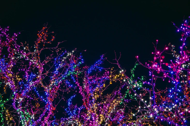 a group of trees covered in christmas lights, pexels, visual art, purple and pink and blue neons, zoomed out, high resolution image, outdoor lighting